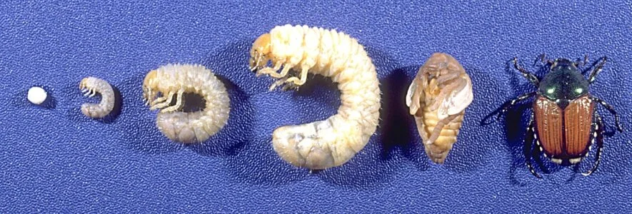 The lifecycle of a Japanese beetle (source Ohio State University).