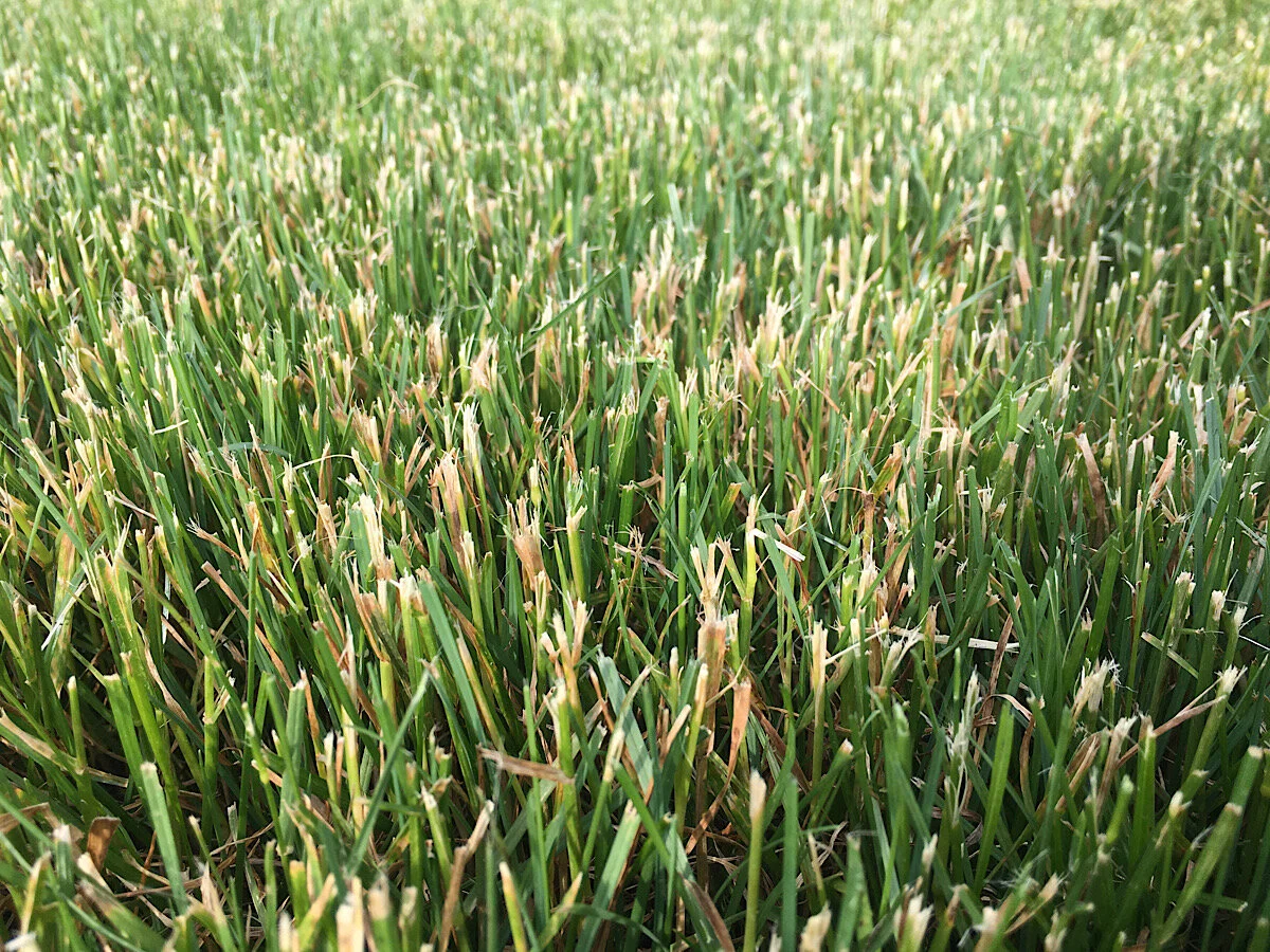 “Fanned” tips from a dull mower blade. Fanning like this will result in your lawn drying out faster than if you are getting a clean cut. This is why it is a good idea to sharpen your mower blades multiple times a year. In particular, sharpening them…