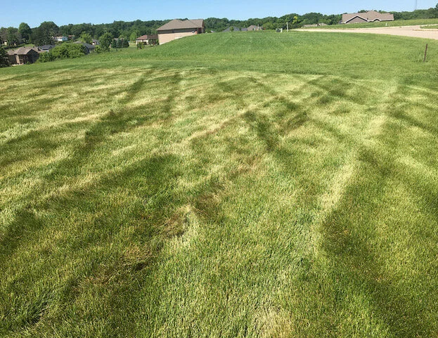 Mower damage from mowing during a dry, hot week with a rider mower.