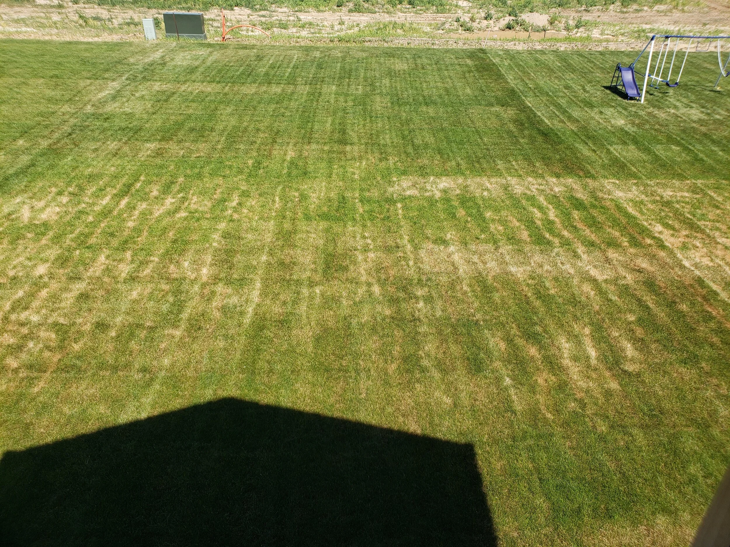 Mower damage from mowing during a dry, hot week. You can see the mower wheel marks throughout the lawn going back and forth from this walk behind mower.