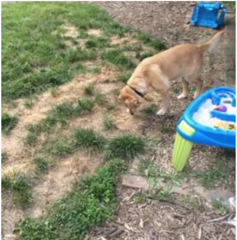 Dog damage in a lawn