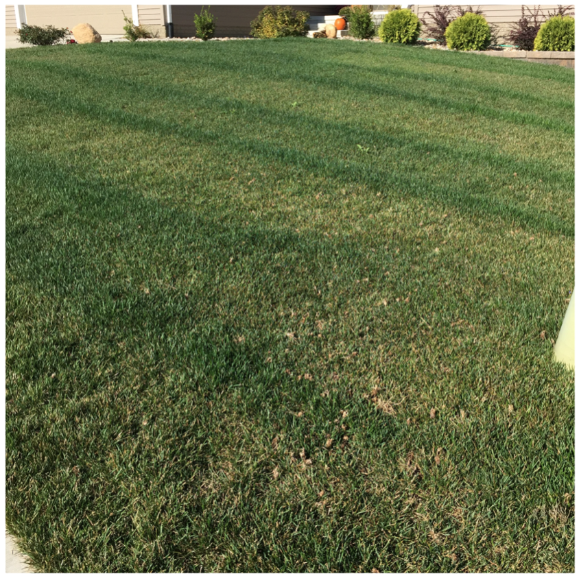 Striping from fertilizing