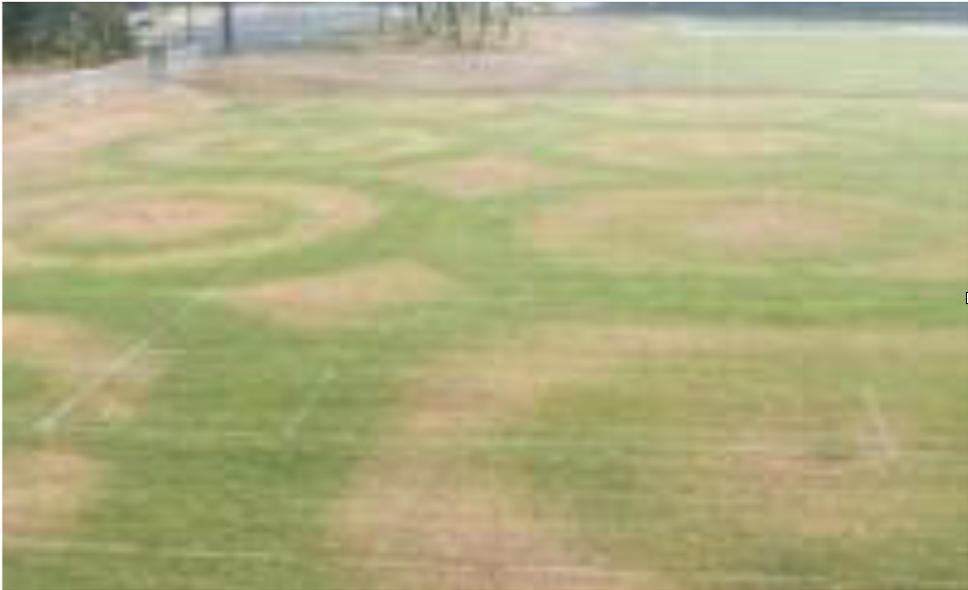 Faulty irrigation lines