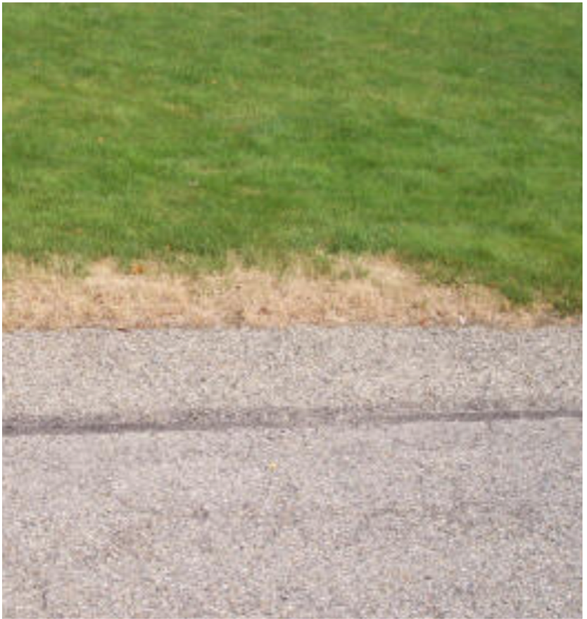 Salt damage in a lawn
