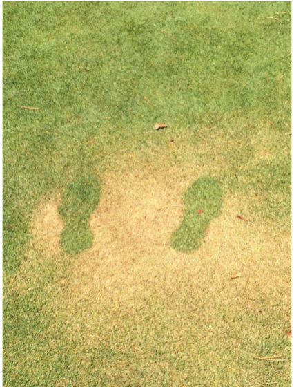 Bug spray on golf greens