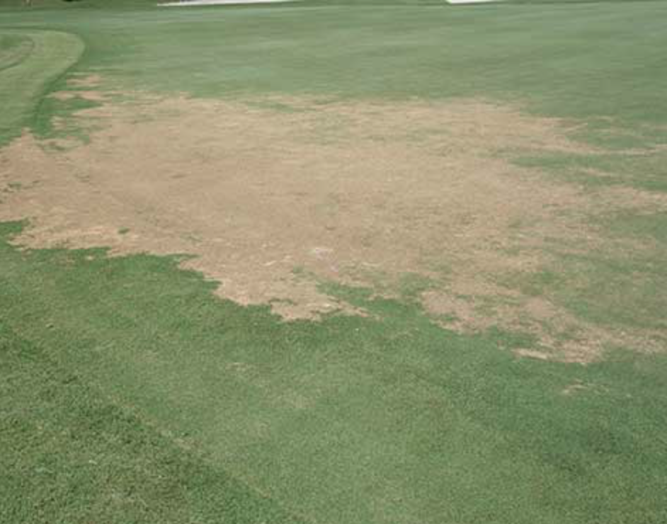 Pythium Blight
