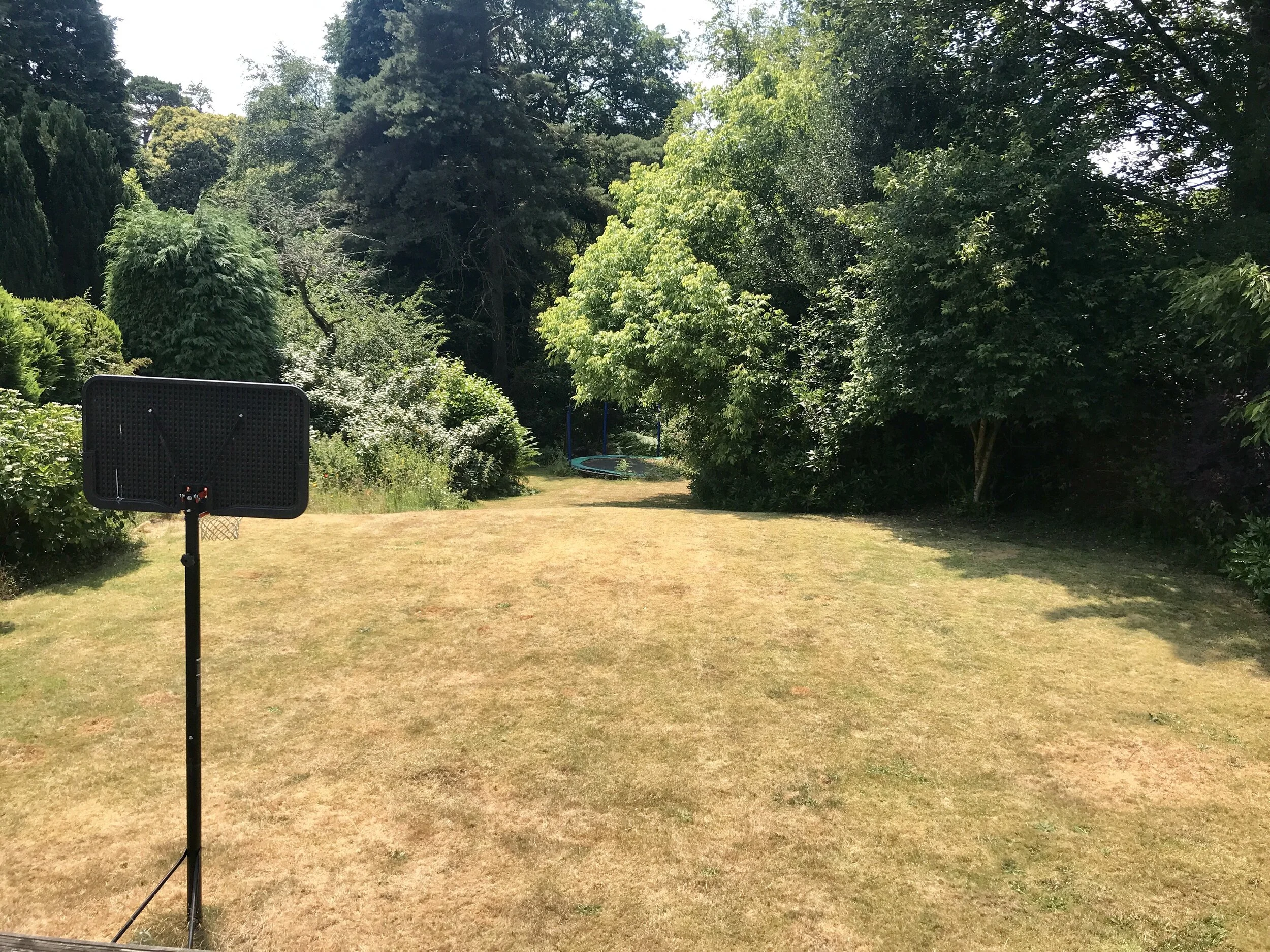 Recovering from Drought - To Overseed, or Not To Overseed?