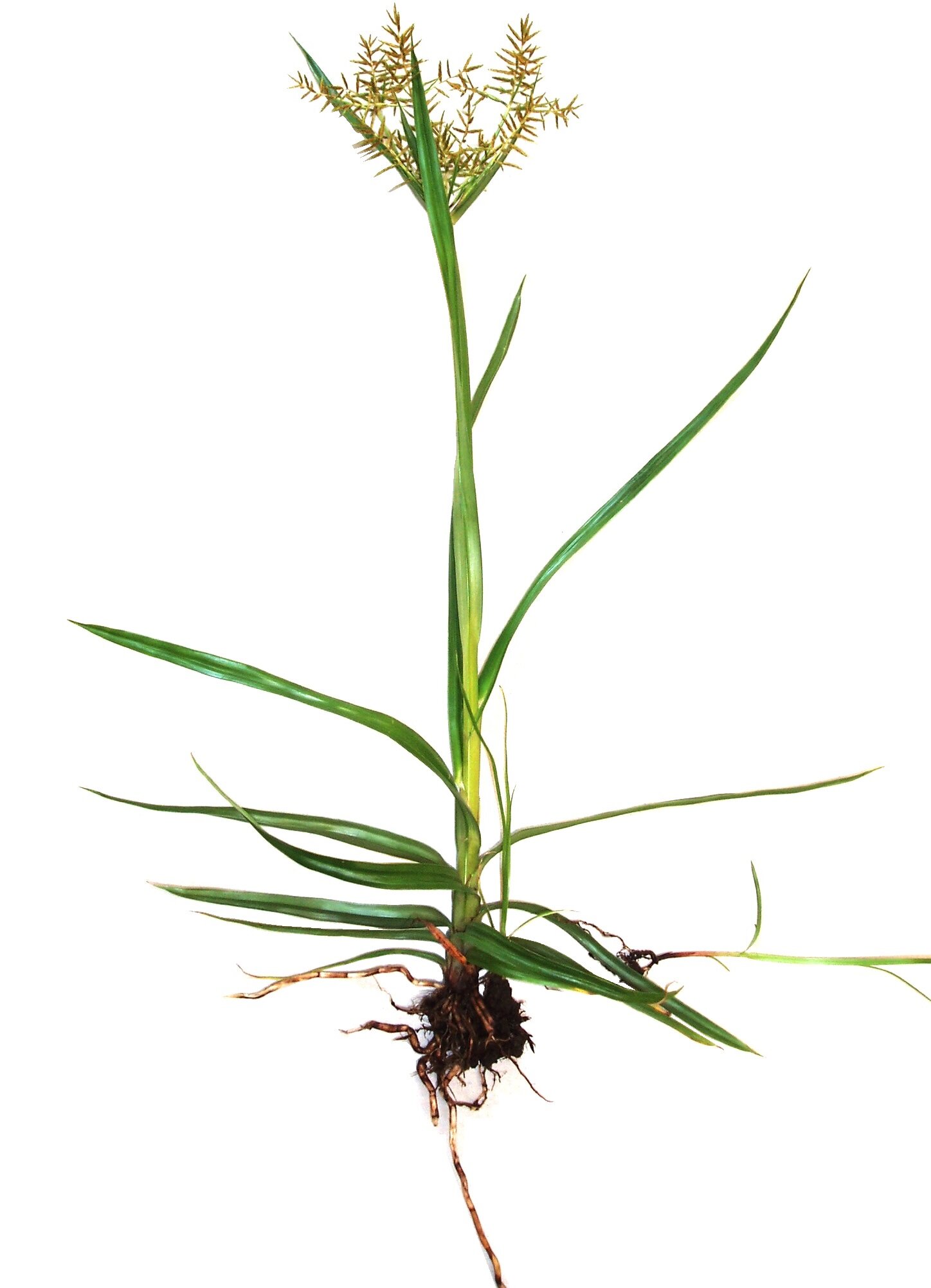 Image of Yellow nutsedge plant being pulled out of the ground