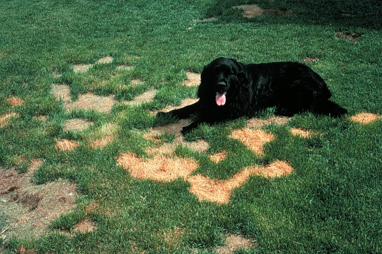 Winter Damage Recovery - Dogs, Voles, Snow Plows, and Salt (Oh My!)