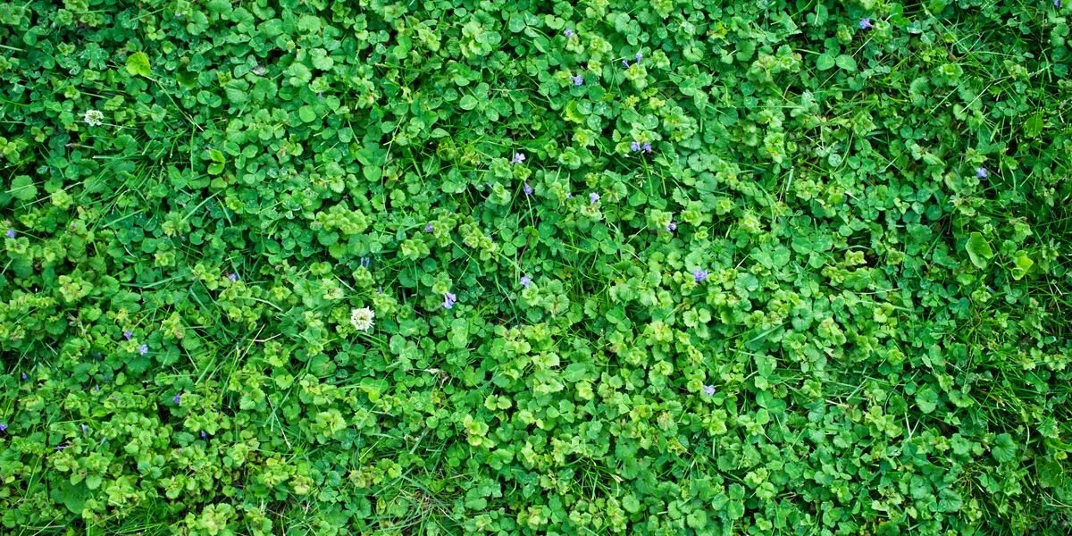 Fall Feeding &amp; Broadleaf Control