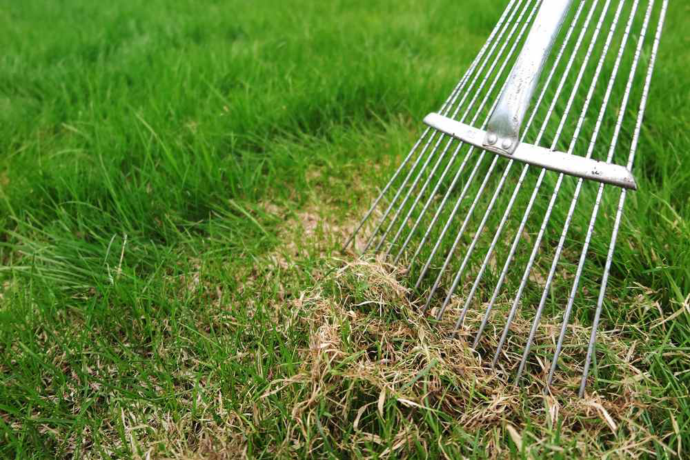 Thatch, Friend or Foe?