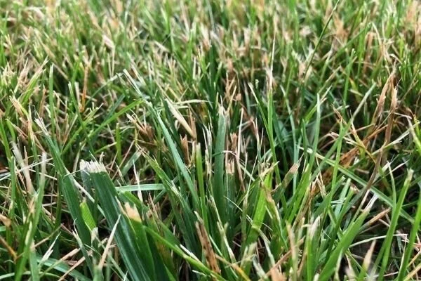 Torn or “fanned” blades like this are the result of dull mower blades
