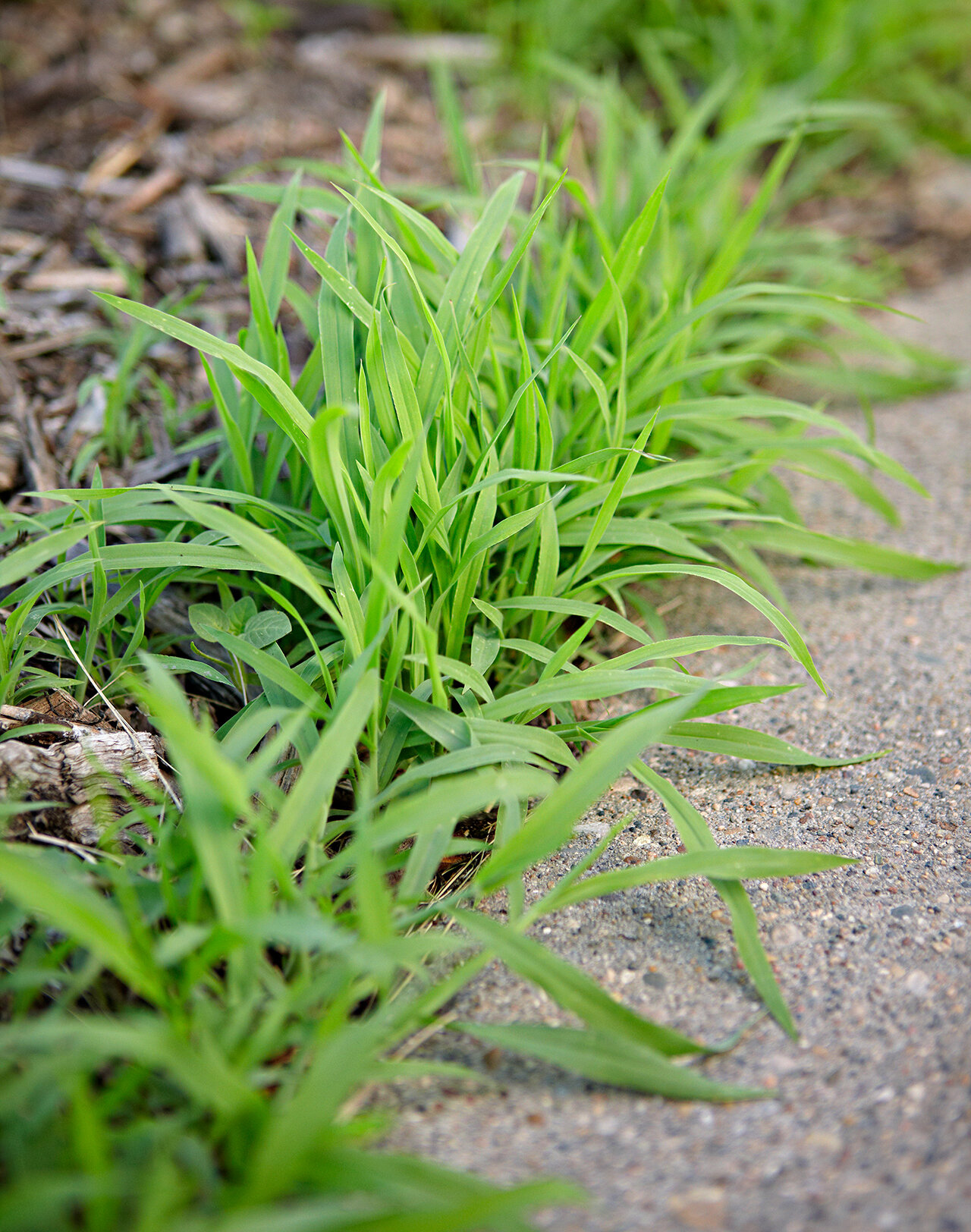 Grass Weeds - Control of Grass Weeds.