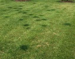 This is a good example of what a very hungry lawn will do with animal urine