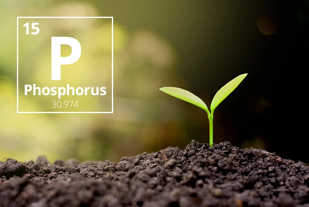 Phosphorous in Grasses