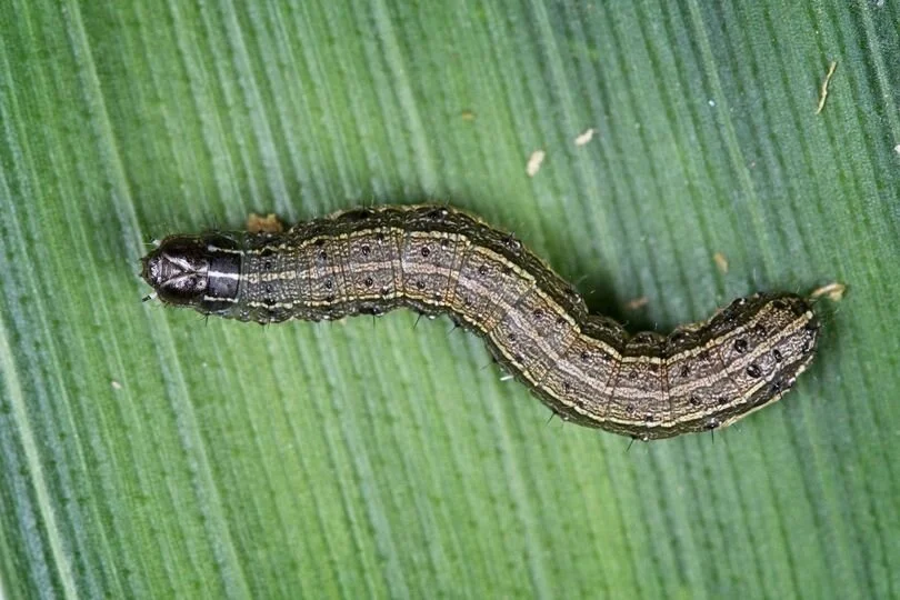 A Fall Armyworm (a very hungry caterpillar)