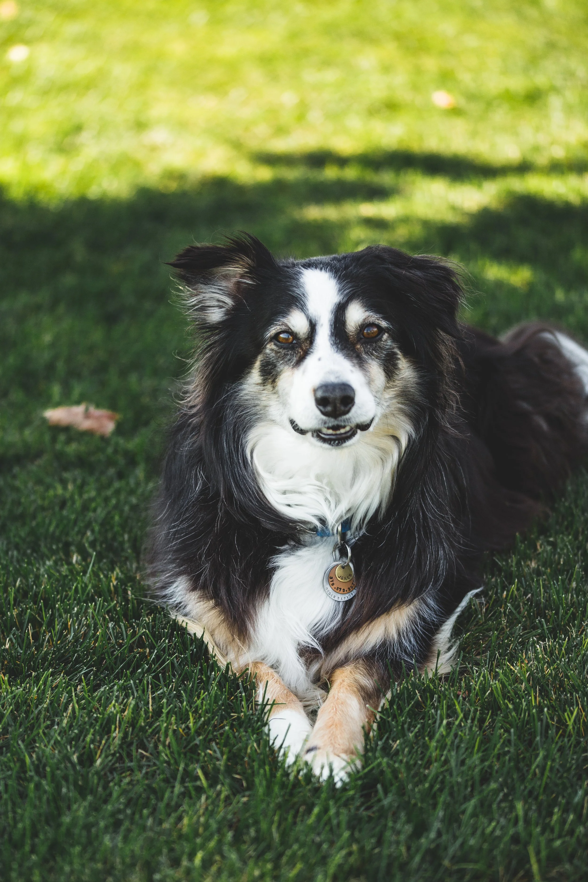 Beautiful dog on Blue Grass lawn