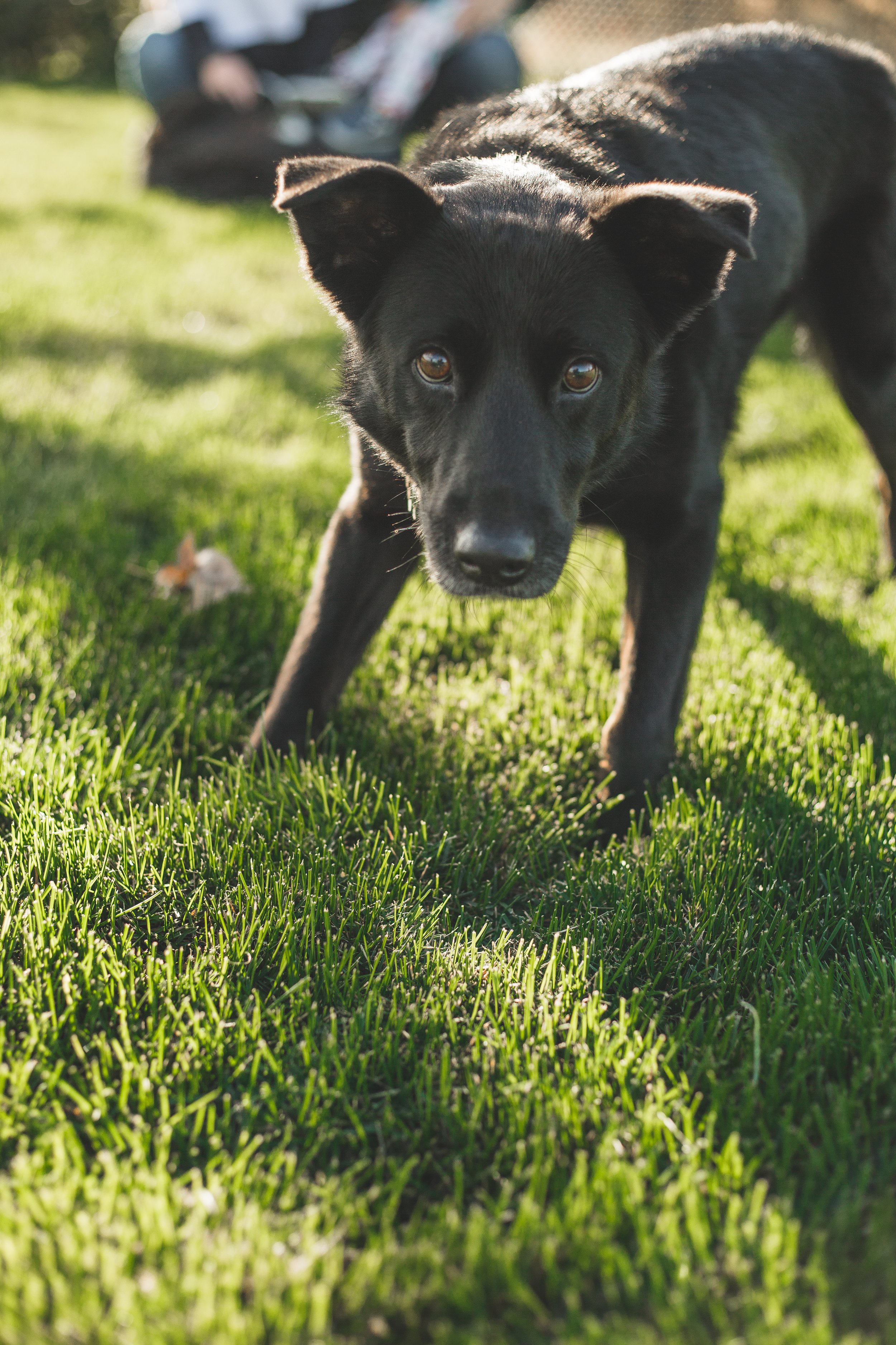 Puppy playing on Blue Grass lawn