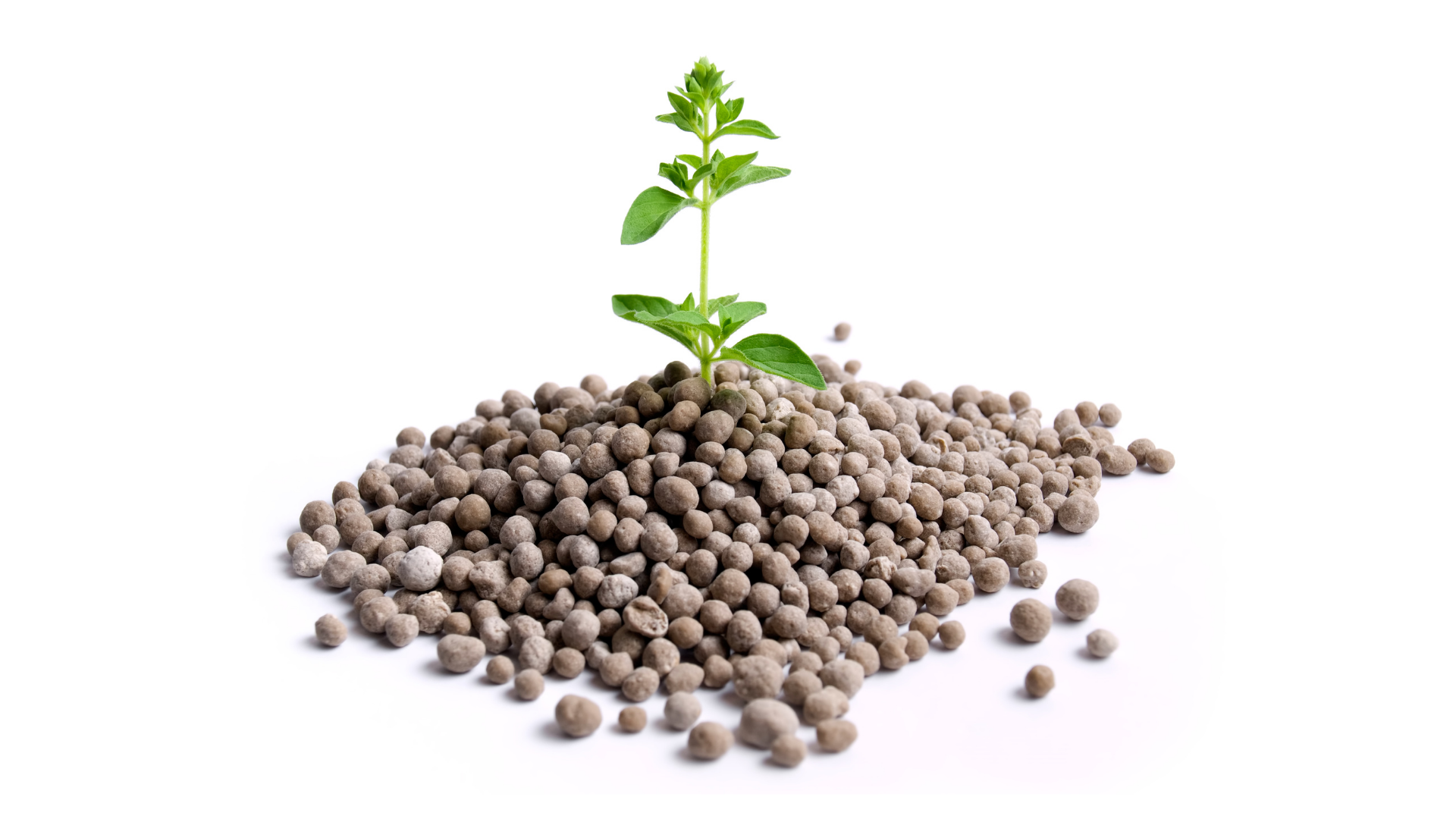 People and Pet Safe Fertilizer.png