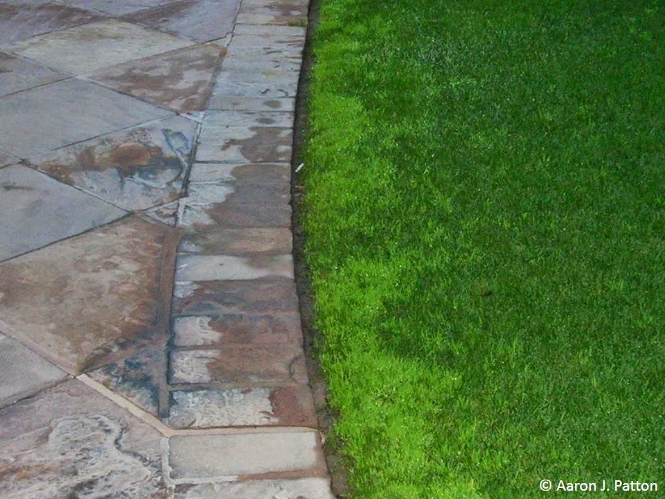 Poa Annua: An Unwelcome Guest