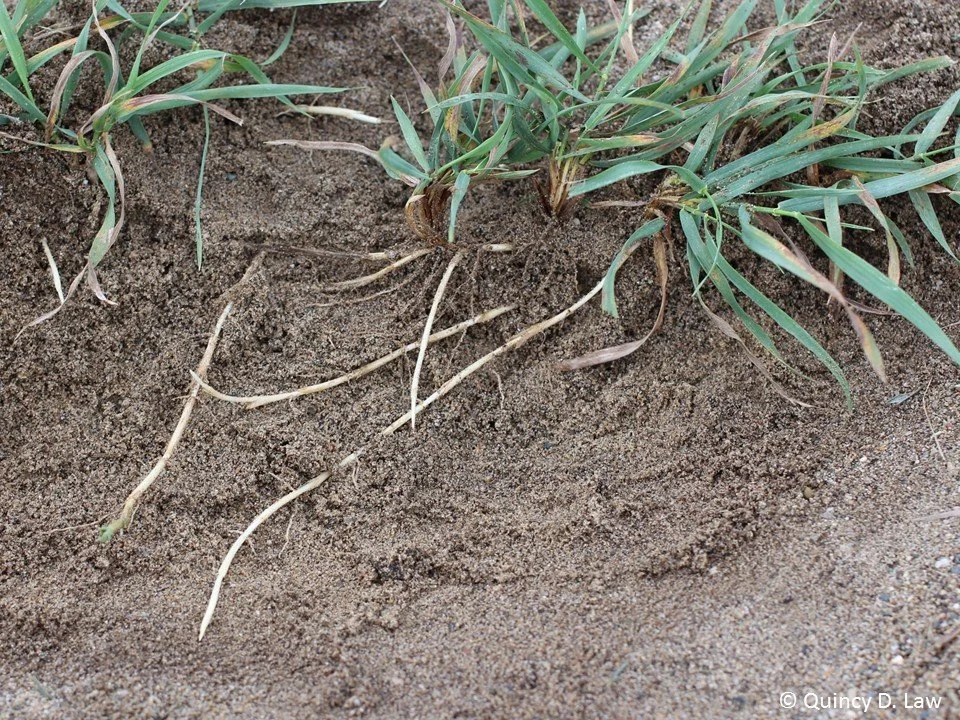 Rhizome Growth
