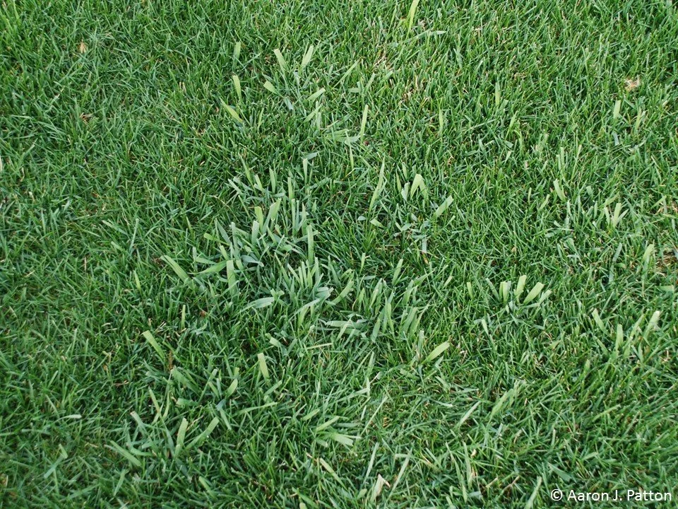 Mown Quackgrass in Kentucky Bluegrass Lawn