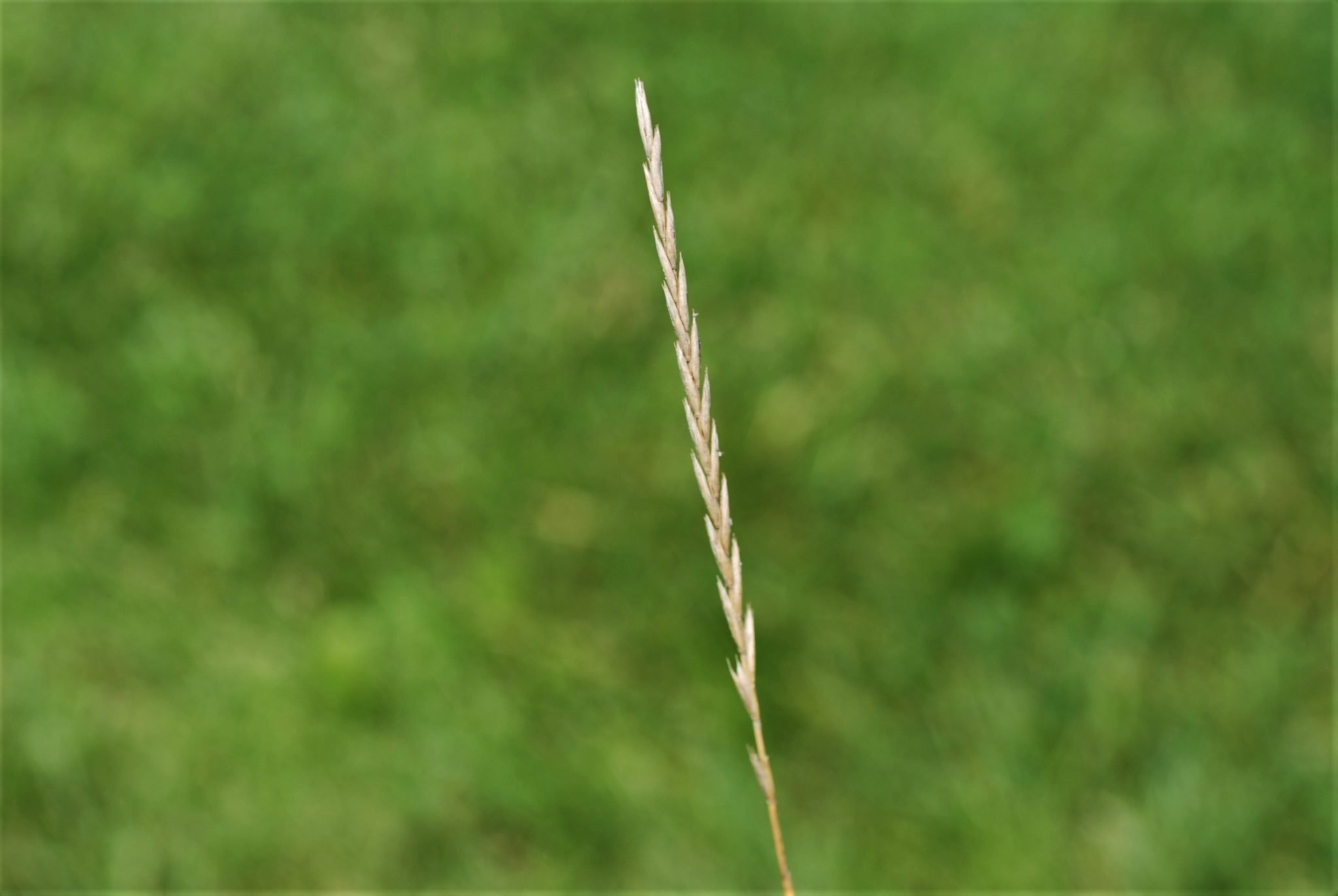 Quackgrass Seed Head