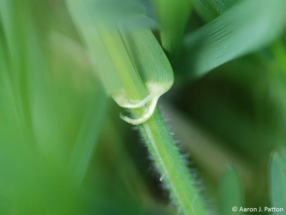 Quackgrass - The Ducking Worst