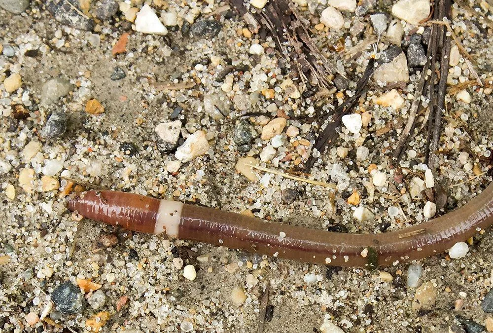 Jumping Worms