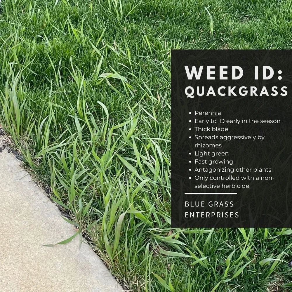 Blue Grass Enterprises-Grassy Weed Control | Elite Sod, Lawn Fertilizer,  Grass Seed | Iowa