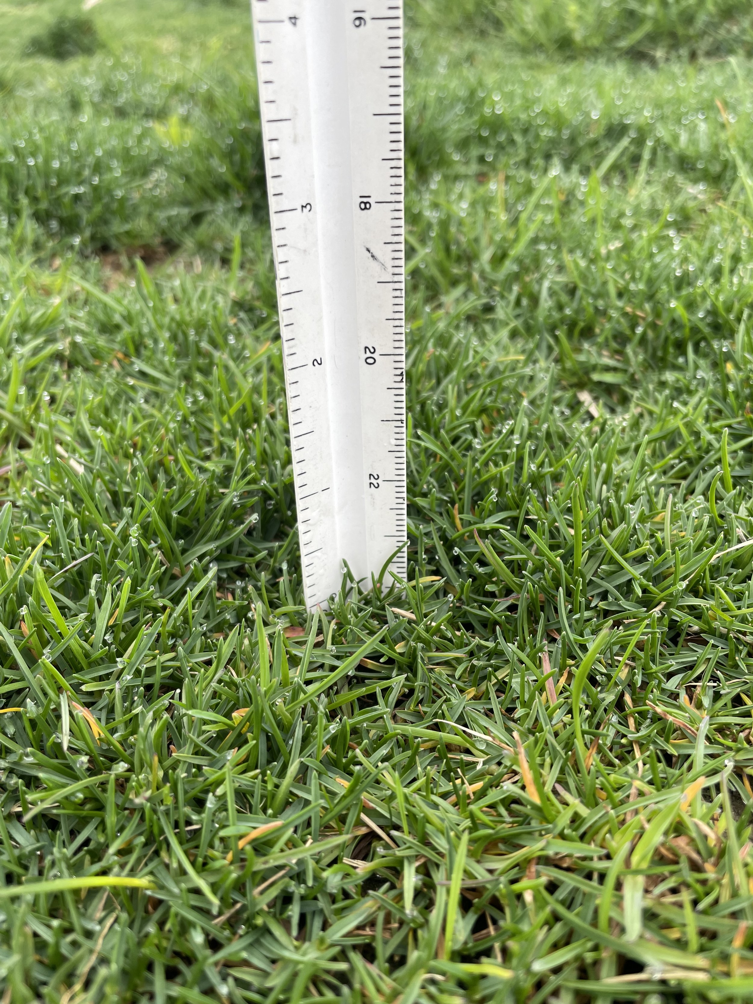 Blue Grass EnterprisesTest Plots Why Grass Cultivars Matter Elite