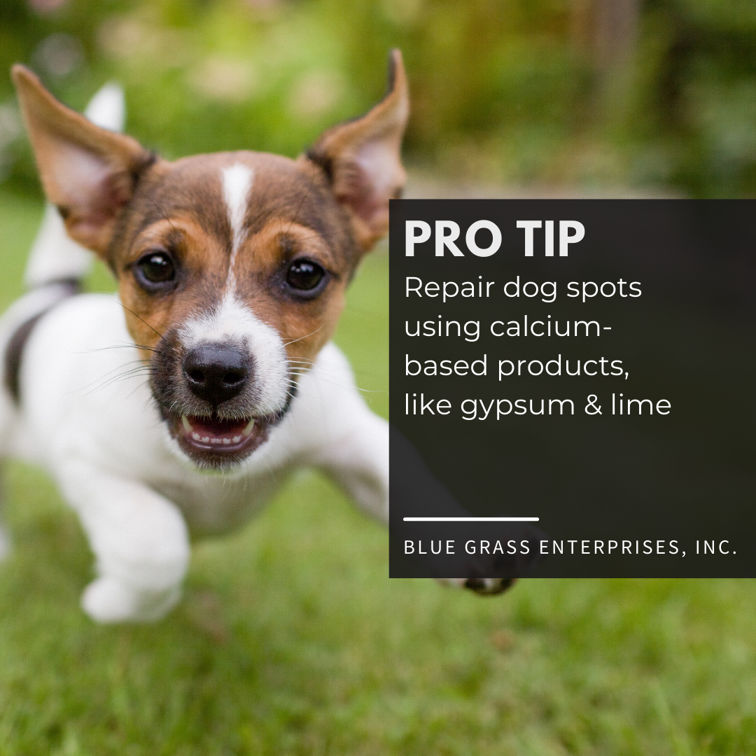 Repairing dog spots