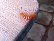 A Different Kind of Intelligence