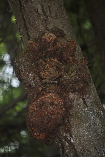 Fire circles, stories and talking sticks.