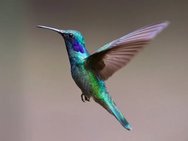 The Hummingbird