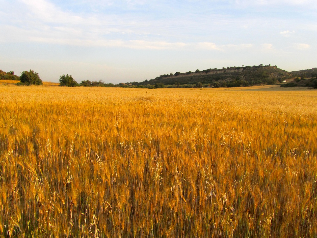 Golden fields