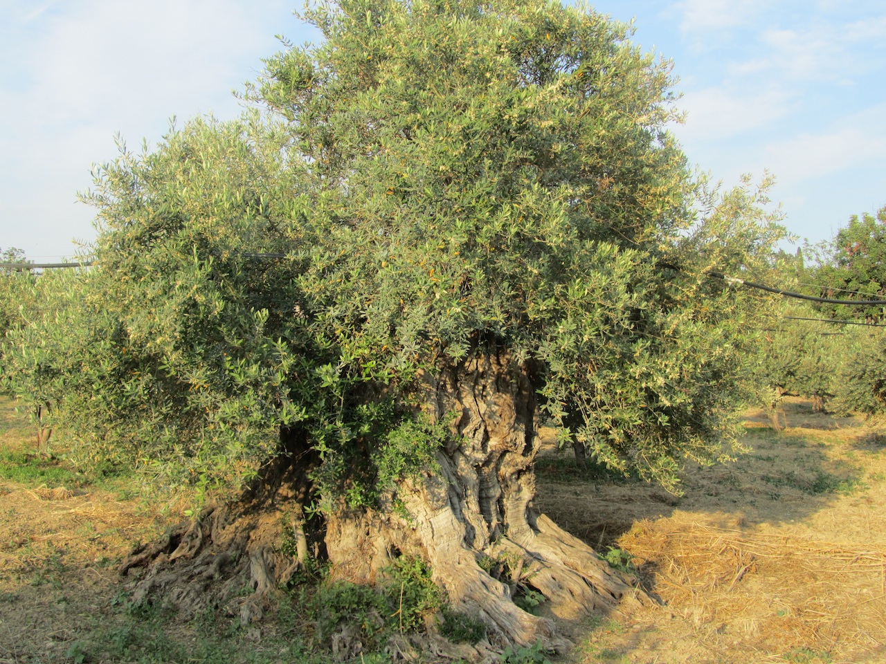 Olive tree