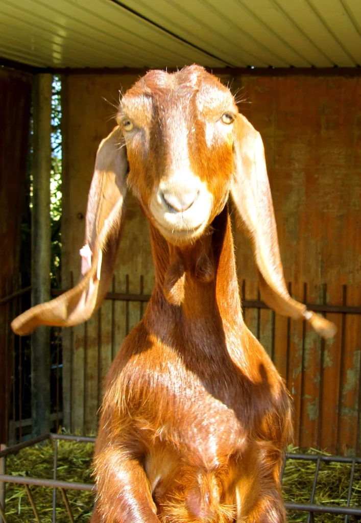 Friendly goat