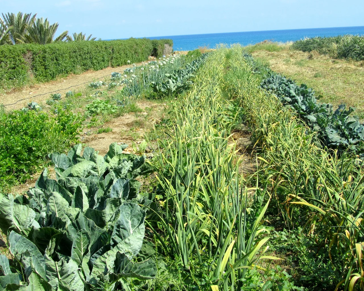 Vegetable garden