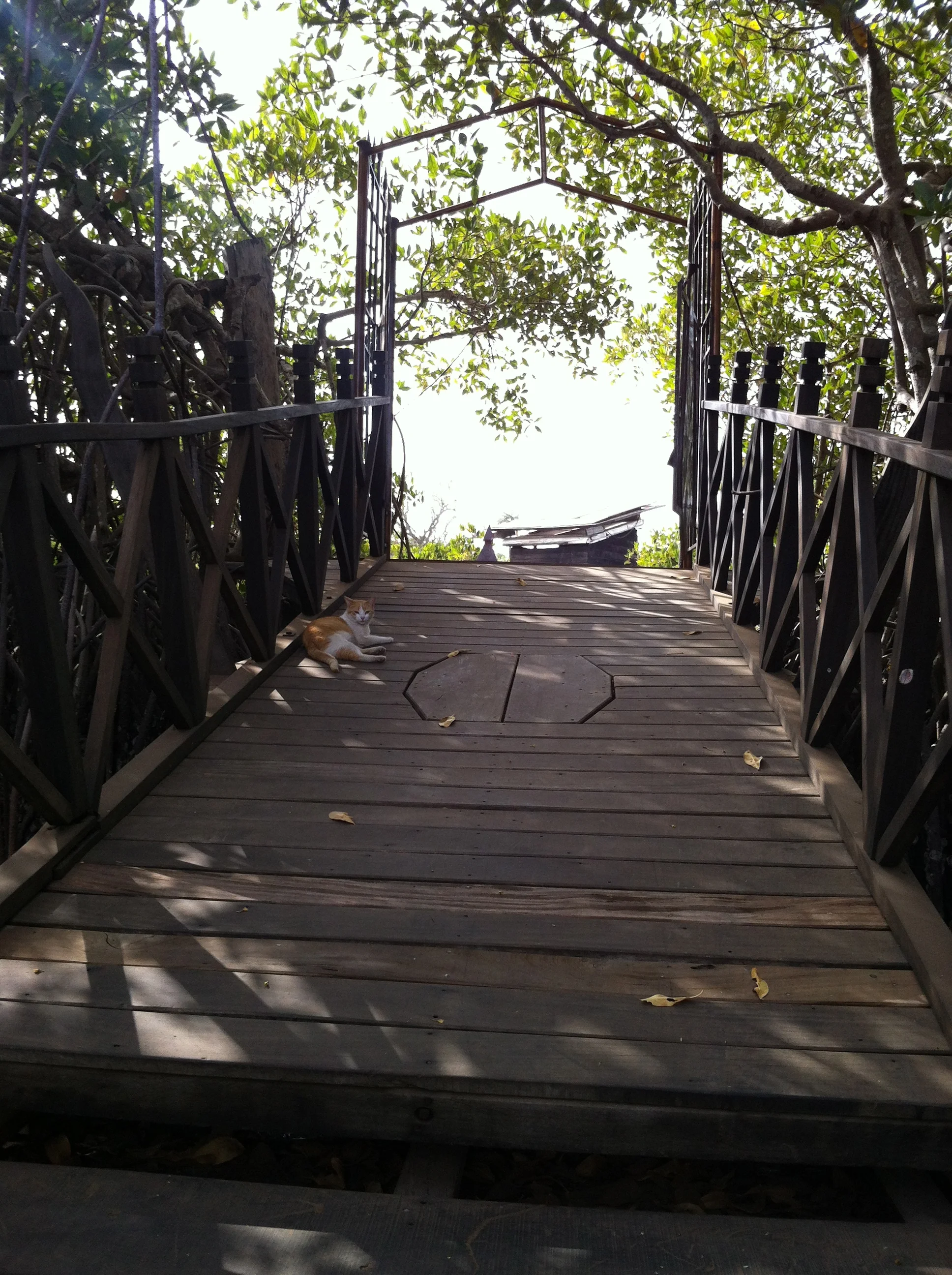 The jetty leading to land from our floating lodge, complete with adopted cat