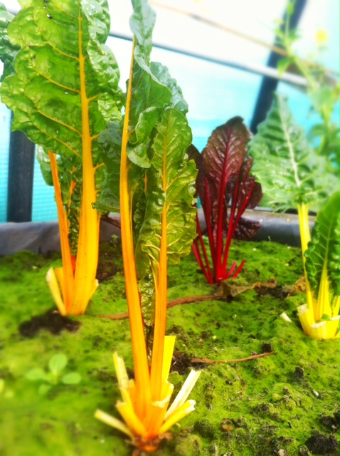 Vivid vegetables... Not sure what they are. Shame on me!