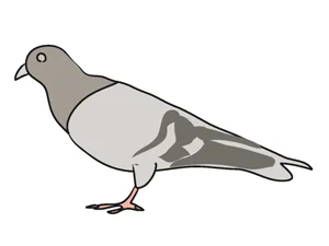 pigeon_clipart.jpg