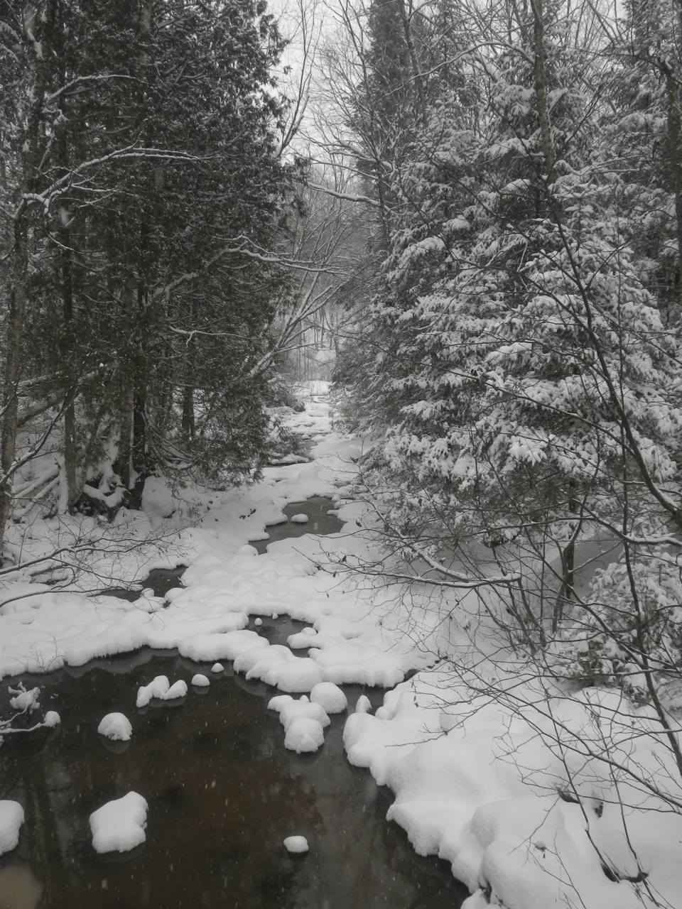 Pine Creek on the Jerry Jay Jolly trail