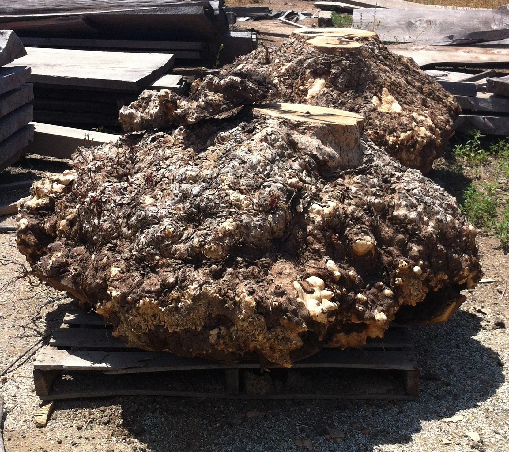 Witt Hardwoods California Buckeye Burl