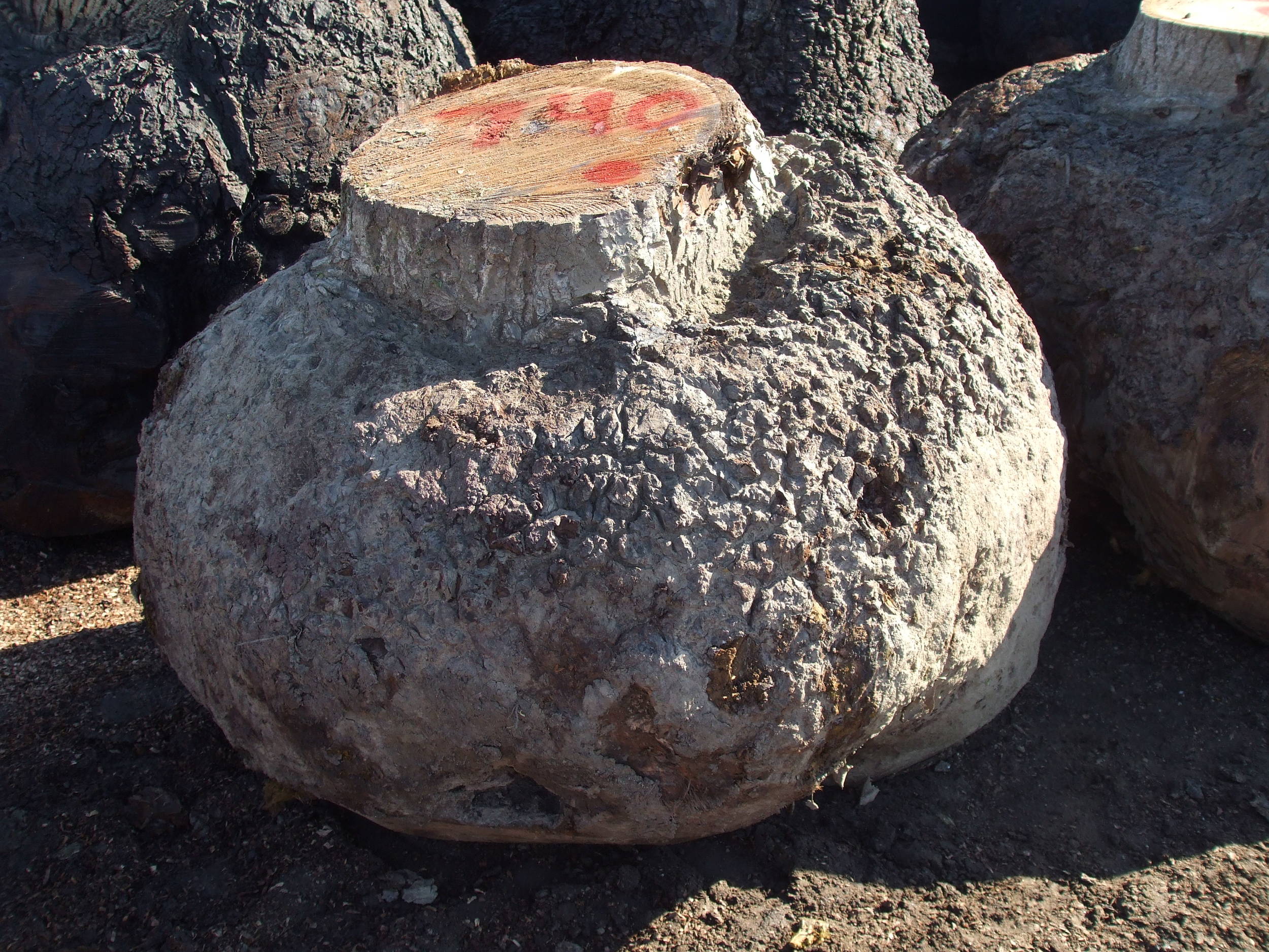 burls 022.jpg