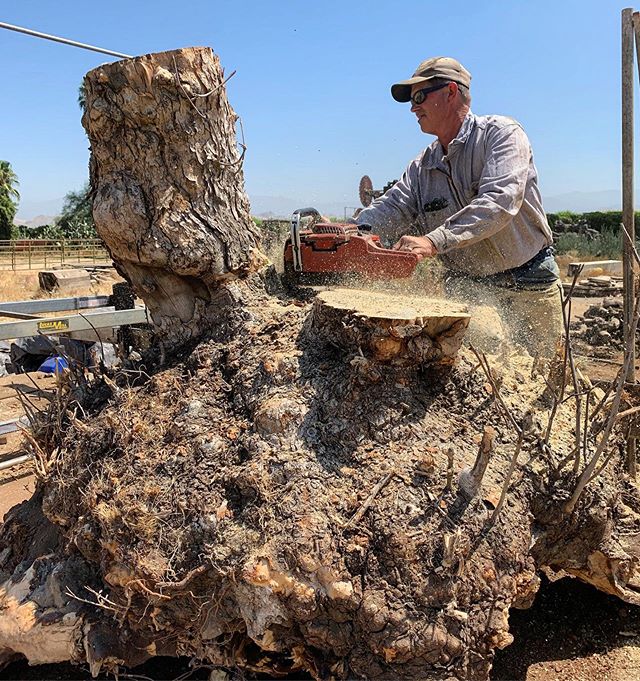 🌳 This is Big Bertha, she was sold before she was cut. She grew around a big rock pile. Big Bertha allowed us to study and learn even more about California Buckeye trees and the way they grow. Everyday we learn more and more about this magical speci