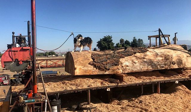 🌲If you are need of lumber, don&rsquo;t forget to call us! Our logs are locally sourced from our Sequoia National Forest. Call 559-310-1291 to place an order. 🌲 #witthardwoods