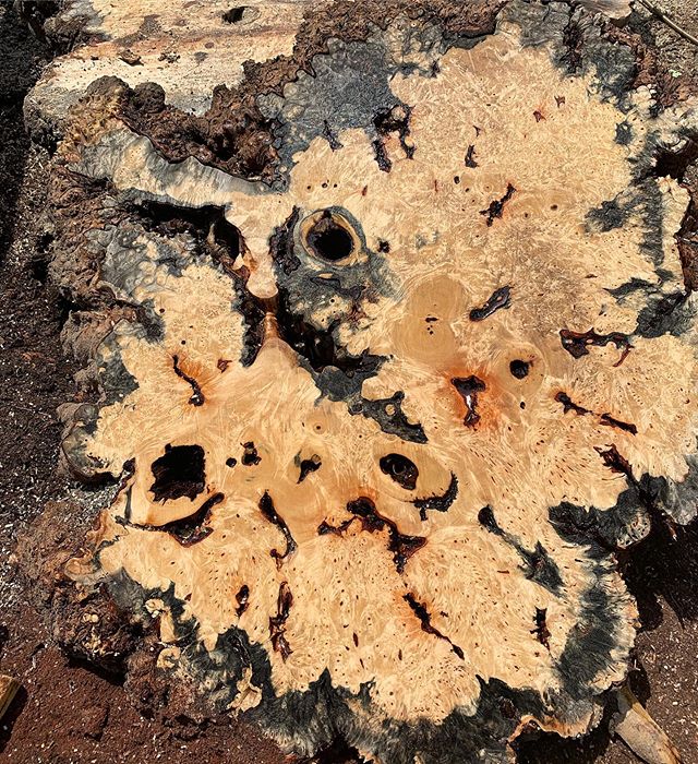 🌳 Buckeye is so fun and mysterious. What is your favorite thing about this magical species? 🌳 #witthardwoods #buckeyeburl