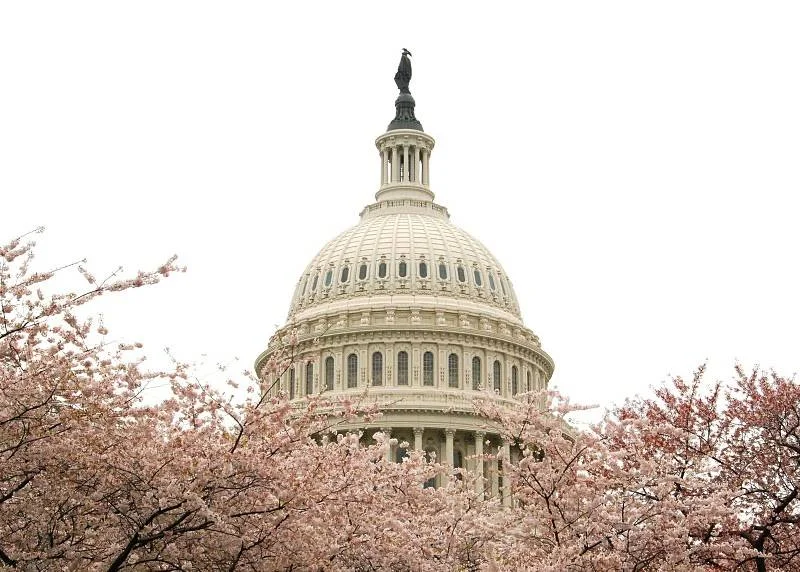 cherry-blossoms-2MT.jpg