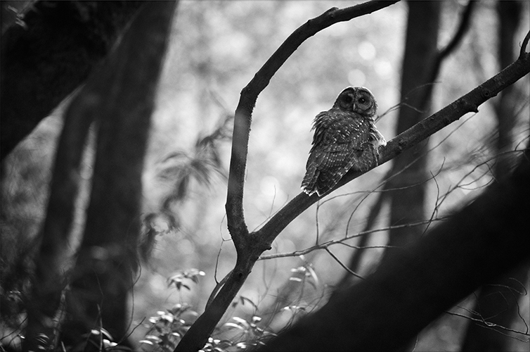 trish-carney-owls.jpg